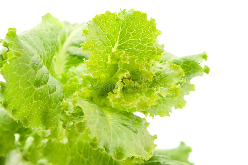 Lettuce leaves stock photo. Image of macro, calorie, flora 20251140