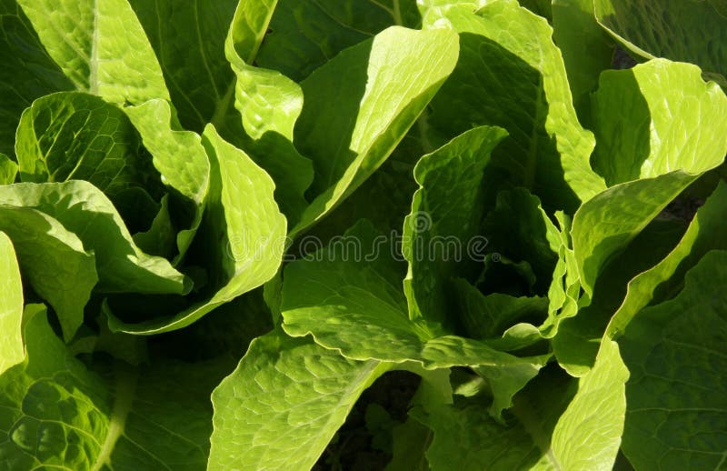 Lettuce leaves stock photo. Image of green, diet, leaf 26418614