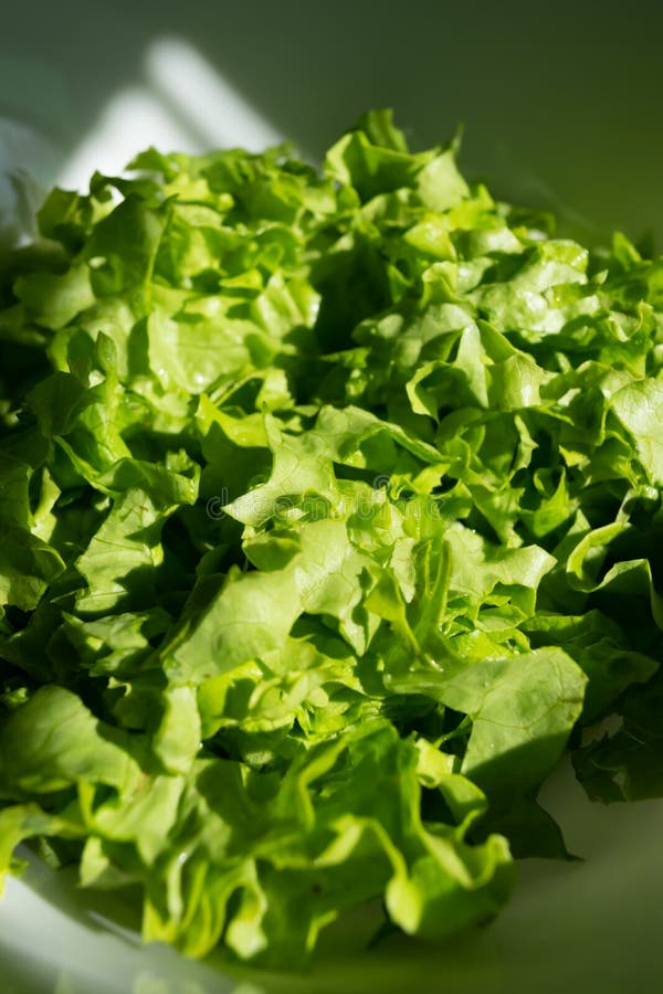 Green Lettuce Leaves in a Plate, Closeup. Stock Photo Image of