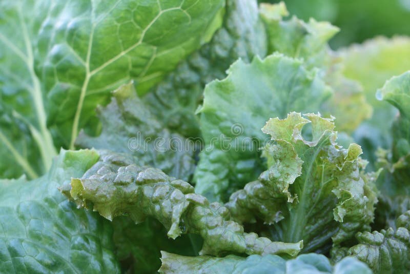 Lettuce leaves in a garden stock image. Image of plant 96861077