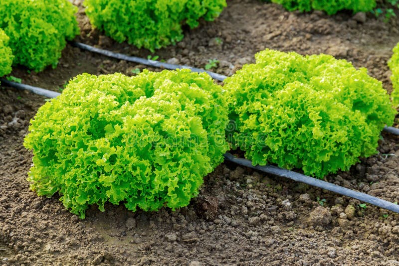 Lettuce Leaves Grow in Rows Under Drip Irrigation. Stock Photo Image