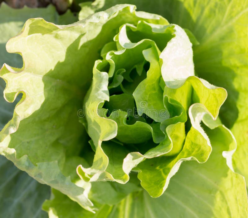 Lettuce leaves stock photo. Image of garden, lettuce 51301650