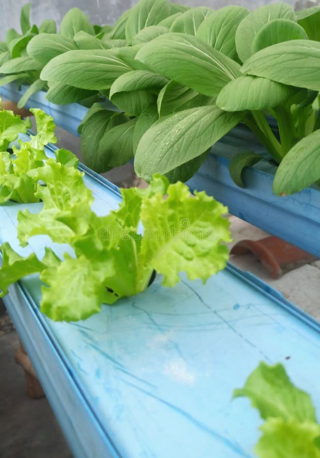 Lettuce and Pakcoy Hydroponic System Stock Image Image of salad