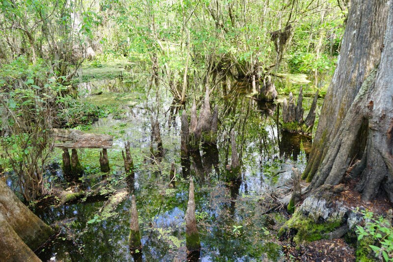 Lettuce park in Tampa stock photo. Image of pond, place 68595506