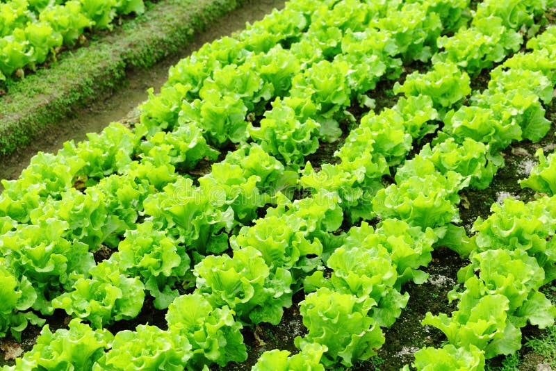 Lettuce plant in field royalty free stock photos