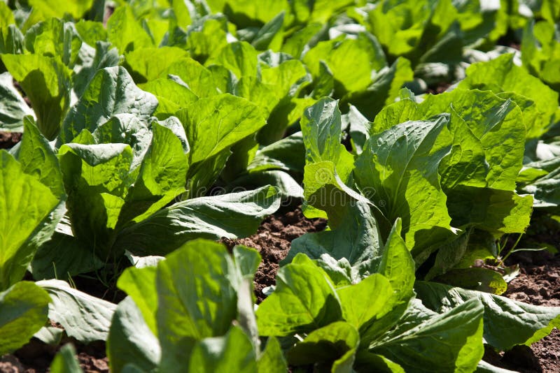 Lettuce plantation