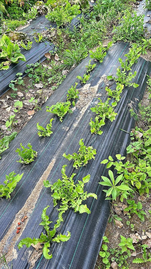 Lettuce Planted in the Garden, Vegetables on the Plot, Green Shredded
