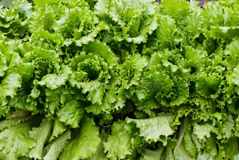 Lettuce Plants in the Garden Stock Image Image of outdoor, salad