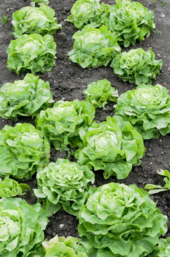 Lettuce Plants on a Vegetable Garden Patch Stock Photo Image of