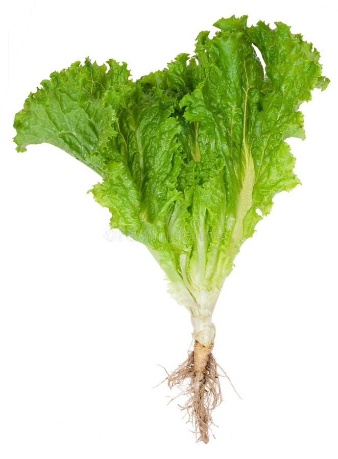 Lettuce with root stock photo. Image of leaf, cultivation 