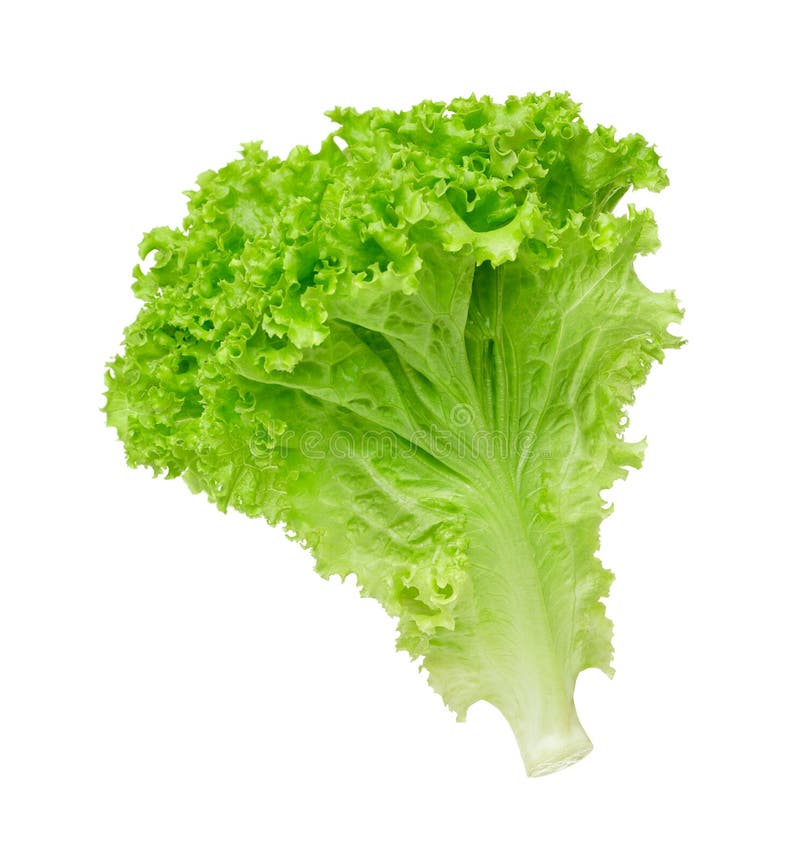 Lettuce salad rosette head stock image. Image of food - 98744443