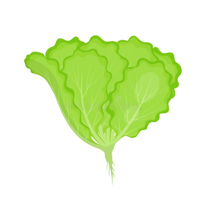 Lettuce Salad Isolated on White, Vector Illustration Stock Vector ...