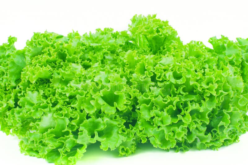 Lettuce. Salad Leaf. Fresh Lettuce Leaves on White Background Stock