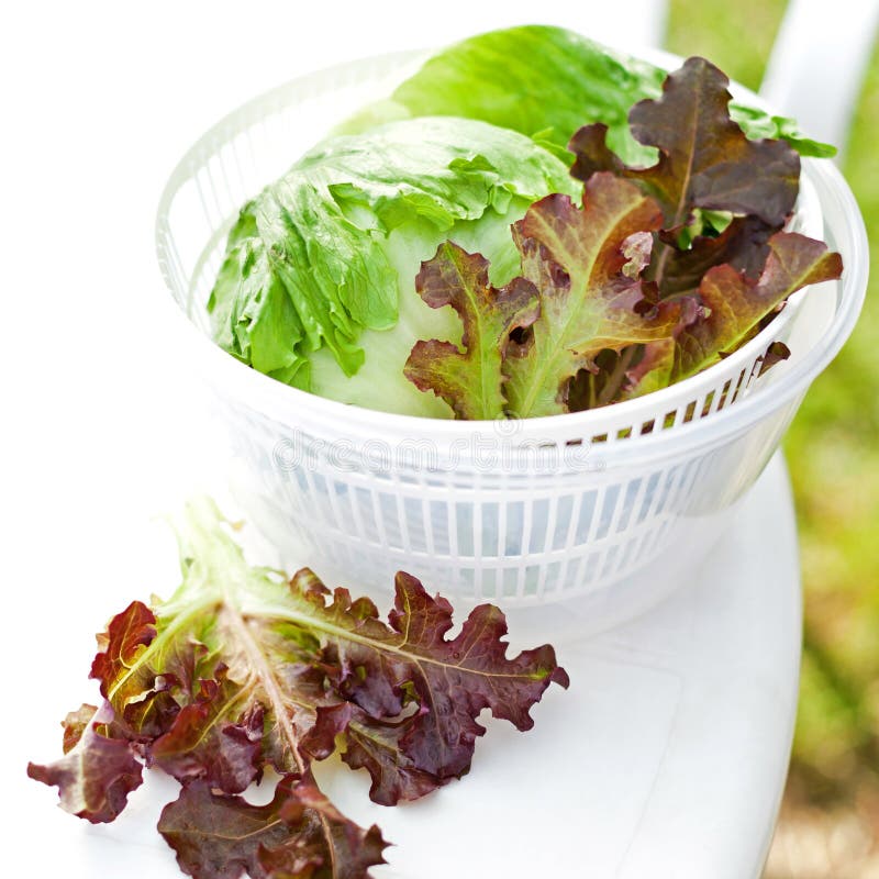 https://thumbs.dreamstime.com/b/lettuce-salad-spinner-iceberg-red-diet-concept-188182473.jpg