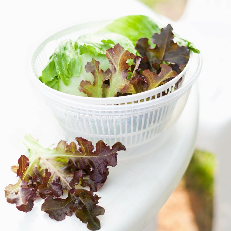 Lettuce salad in spinner stock photo. Image of fresh - 39584188