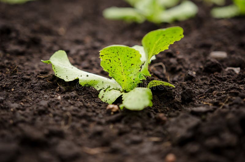 Lettuce seedling stock image. Image of earth, agriculture 19481317