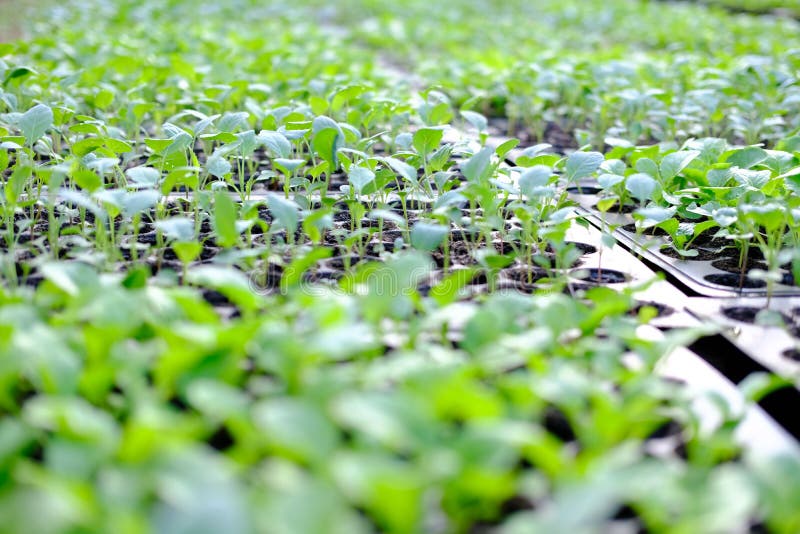 Lettuce Seedling Growing in Cultivation Tray Stock Photo Image of