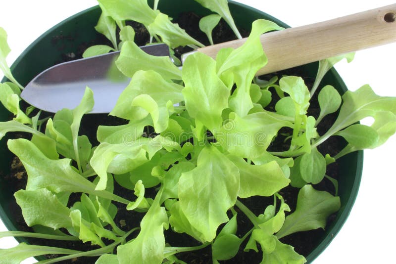 Lettuce Seedlings stock photo. Image of planting, claw 2098022