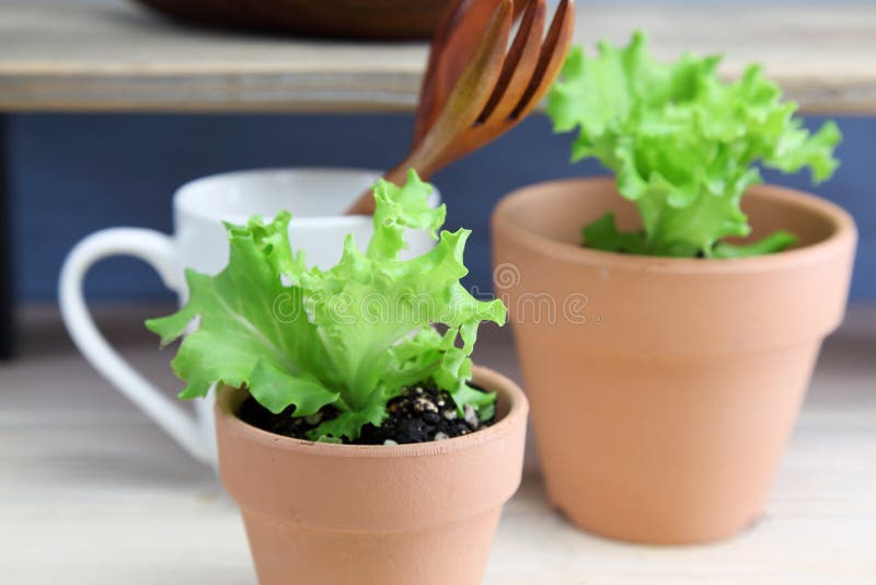 Lettuce Seedlings in the Flower Pot Stock Photo Image of healthy