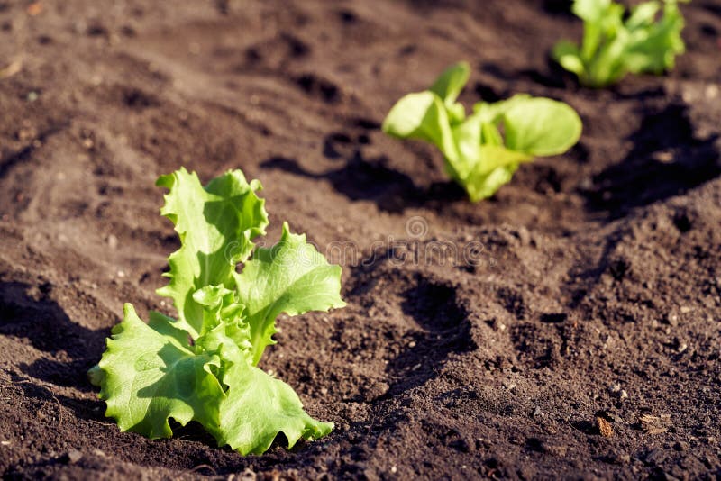 Lettuce Seedlings Growing in Soil Stock Image Image of natural
