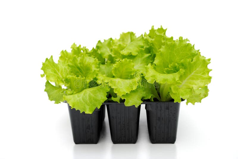 Lettuce Seedlings Ready for Transplant Stock Photo Image of garden