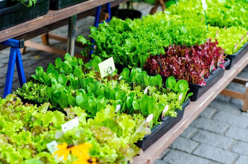 Lettuce Seedlings for Sale in the Market Stock Image Image of farm