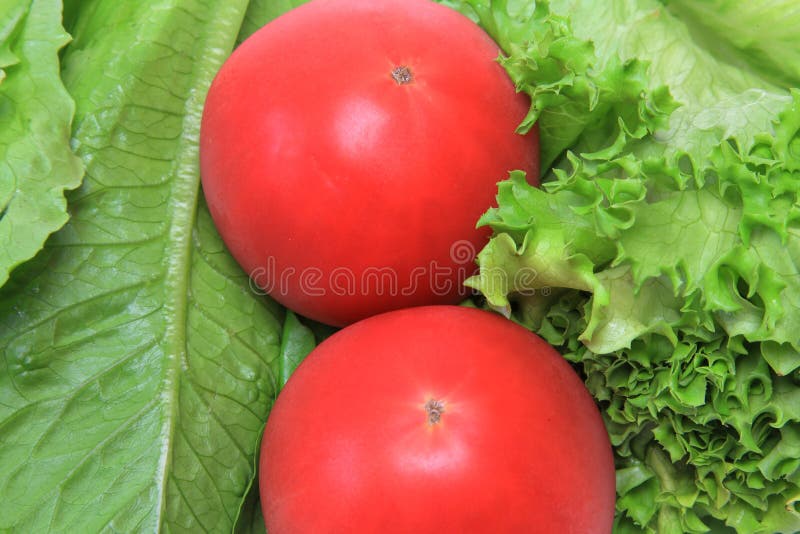 Lettuce and Tomato Fills the Whole Screen Stock Image Image of lettuce, tomato 72809697