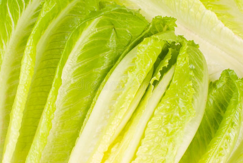 Lettuce stock image. Image of close, edible, green, vegetables 29668161