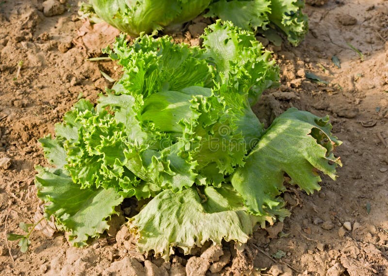 Lettuce in Vegetable Garden Stock Image Image of growing, harvest 27291313