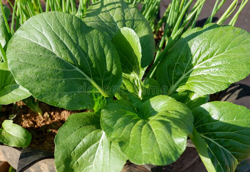 Lettuce Vegetable stock photo. Image of iceberg, cold 83576530