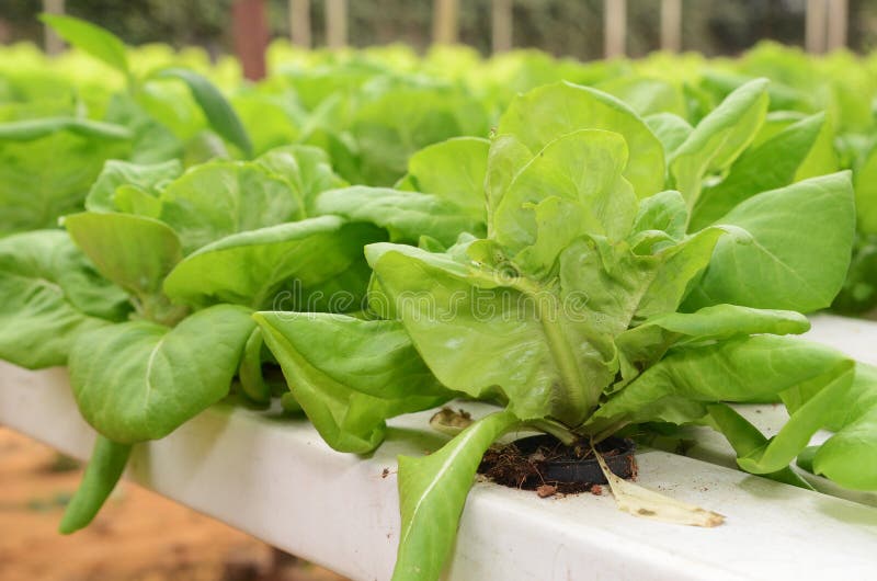 Lettuce Vegetable Growing in Hydroponic Farm Stock Photo Image of
