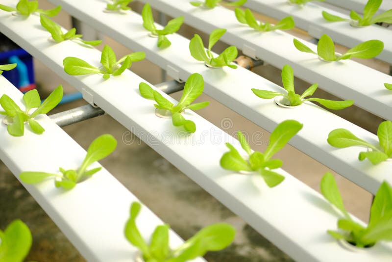 Lettuce Vegetable Growing in Hydroponic Farm Stock Photo Image of