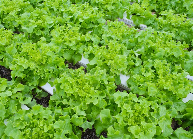 Lettuce vegetable stock image