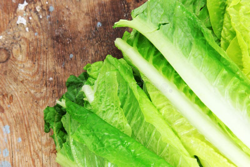 5,658 Wet Lettuce Photos Free & RoyaltyFree Stock Photos from Dreamstime