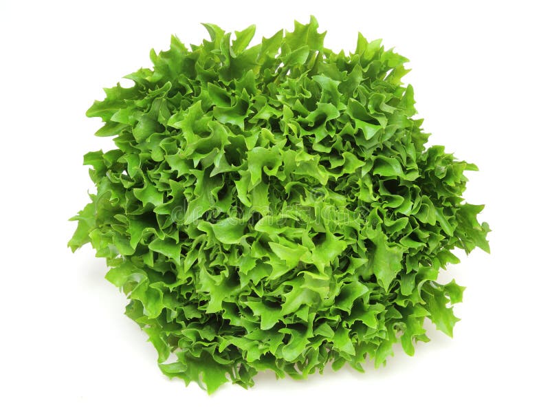 Lettuce in a White Background Stock Photo Image of white, food 35463004