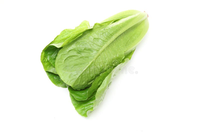 Lettuce in a White Background Stock Photo Image of white, food 35463004