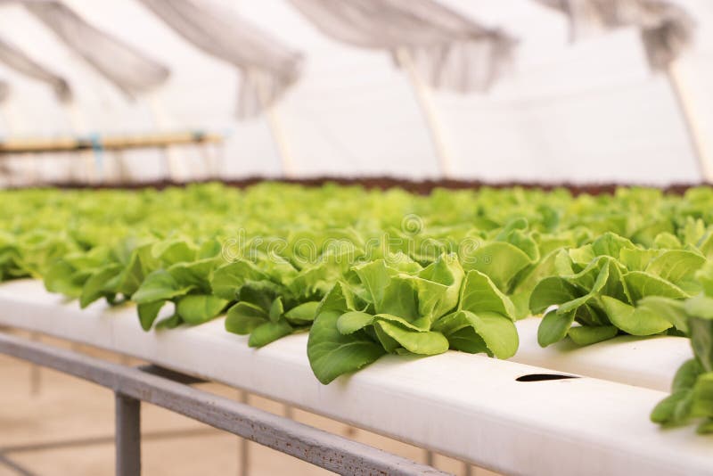 Lettuces farm stock photo. Image of farm, organic, close 91444320