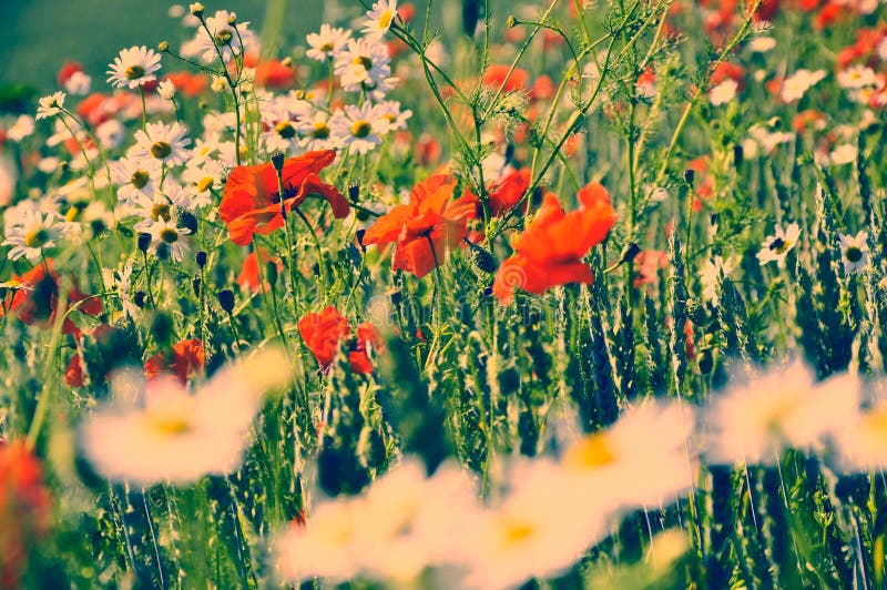 Letzter Sommer, Retro- Blumen stockfotos Letzter Sommer, Retro- Blumen stockfotos