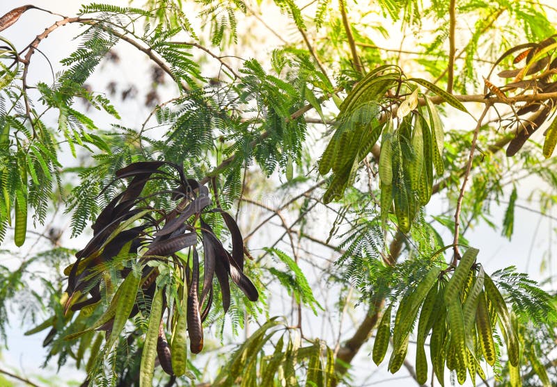 Leucaena leucocephala