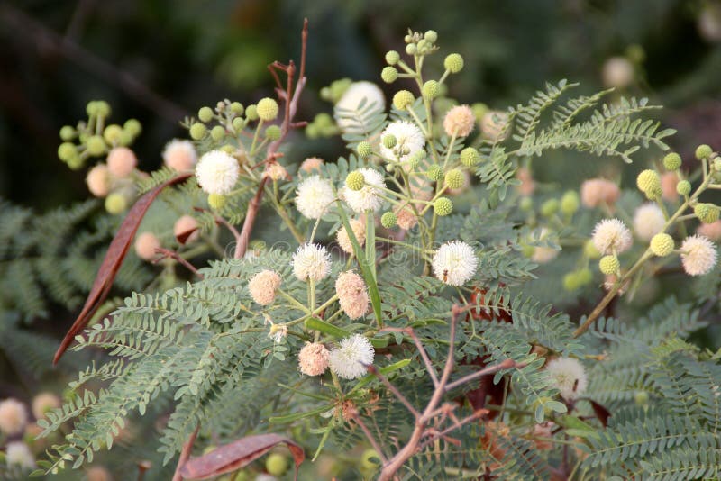 Leucaena leucocephala, White leadtree, Jumbay, River tamarind