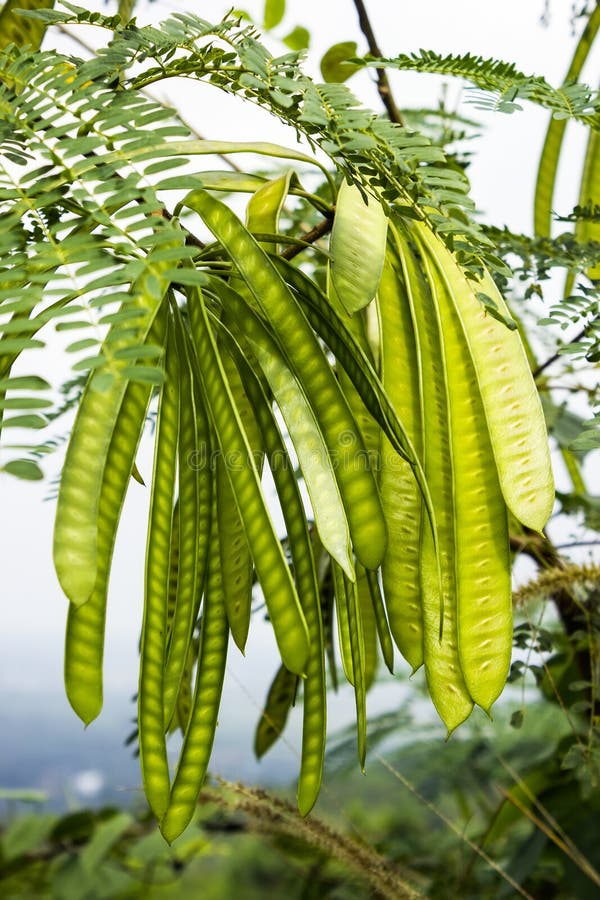 Leucaena leucocephala