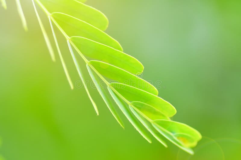 Leucaena plant