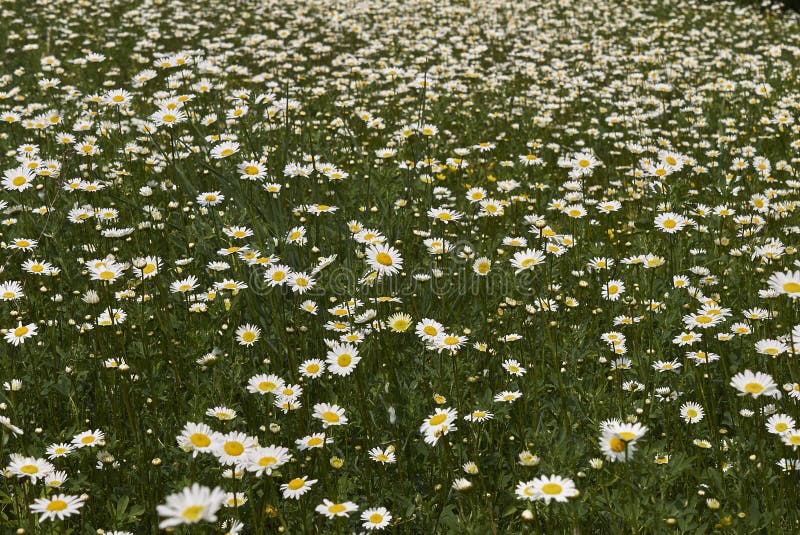 Leucanthemum Vulgare Flowers Stock Photo - Image of daisy, botany ...