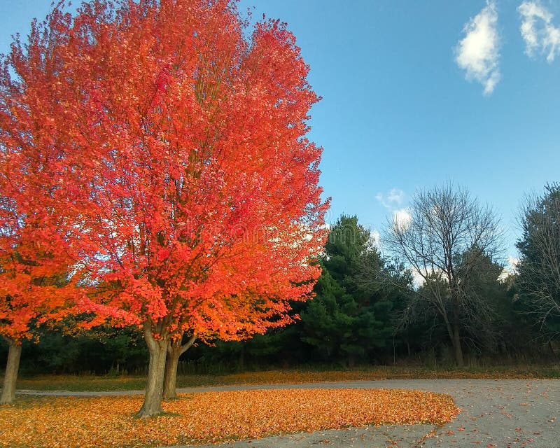 Leuchtend orangefarbener Herbstbaum mit fallenden Blättern lizenzfreie stockfotografie