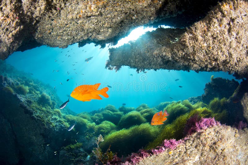 Leuchtend orangefarbener Garibaldi unter dem Vorsprung lizenzfreie stockbilder