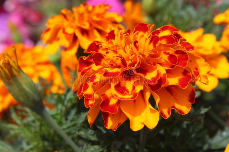Leuchtorange und rote französische Ringelblume lizenzfreie stockfotografie Leuchtorange und rote französische Ringelblume lizenzfreie stockfotografie