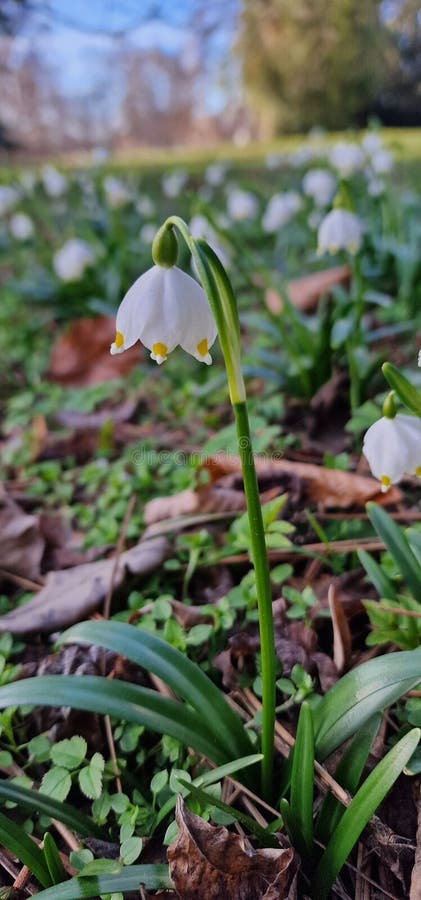 Leucojum is a small genus of bulbous plants native to Eurasia belonging to the Amaryllis family subfamily Amaryllidoideae genus Acis. genera are known as snowflakes snowbell dewdrop St. Agnes' flower. Leucojum is a small genus of bulbous plants native to Eurasia belonging to the Amaryllis family subfamily Amaryllidoideae genus Acis. genera are known as snowflakes snowbell dewdrop St. Agnes' flower