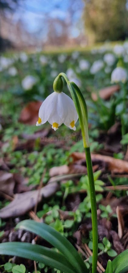 Leucojum is a small genus of bulbous plants native to Eurasia belonging to the Amaryllis family subfamily Amaryllidoideae genus Acis. genera are known as snowflakes snowbell dewdrop St. Agnes' flower. Leucojum is a small genus of bulbous plants native to Eurasia belonging to the Amaryllis family subfamily Amaryllidoideae genus Acis. genera are known as snowflakes snowbell dewdrop St. Agnes' flower