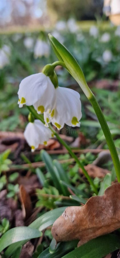 Leucojum is a small genus of bulbous plants native to Eurasia belonging to the Amaryllis family subfamily Amaryllidoideae genus Acis. genera are known as snowflakes snowbell dewdrop St. Agnes' flower. Leucojum is a small genus of bulbous plants native to Eurasia belonging to the Amaryllis family subfamily Amaryllidoideae genus Acis. genera are known as snowflakes snowbell dewdrop St. Agnes' flower