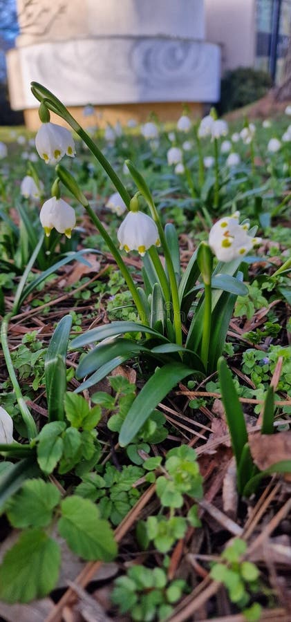 Leucojum is a small genus of bulbous plants native to Eurasia belonging to the Amaryllis family subfamily Amaryllidoideae genus Acis. genera are known as snowflakes snowbell dewdrop St. Agnes' flower. Leucojum is a small genus of bulbous plants native to Eurasia belonging to the Amaryllis family subfamily Amaryllidoideae genus Acis. genera are known as snowflakes snowbell dewdrop St. Agnes' flower